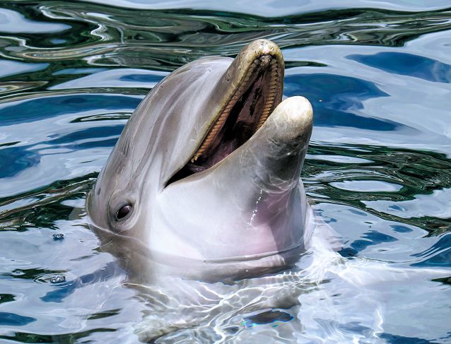 Citazioni e battute divertenti sul mare