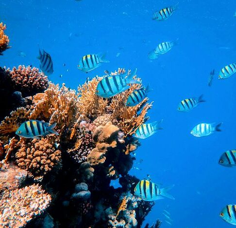 Aforismi e citazioni sul mare