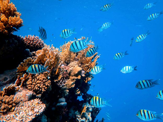 Aforismi e citazioni sul mare