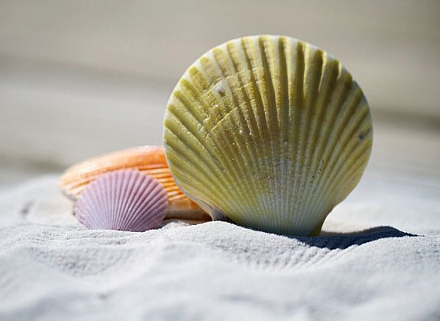 Aforismi vari sulle vacanze